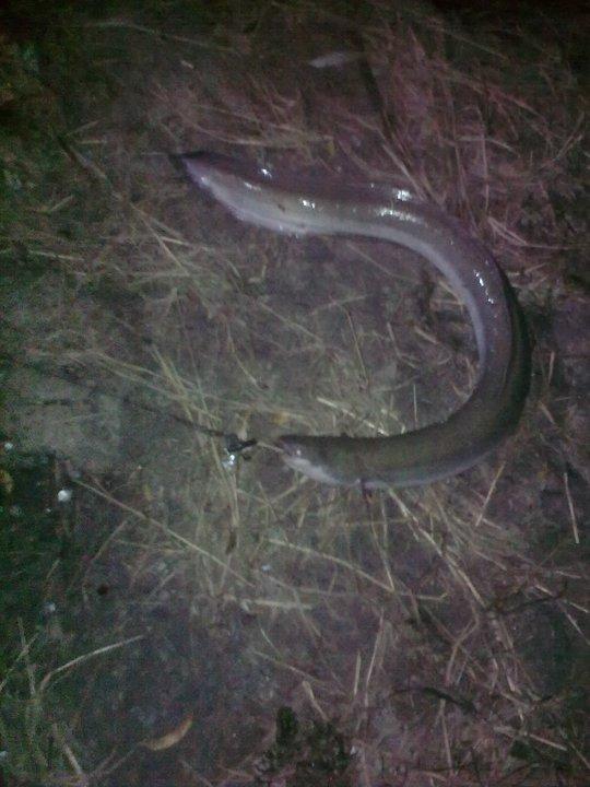 anghila - 2007...delta dunarii